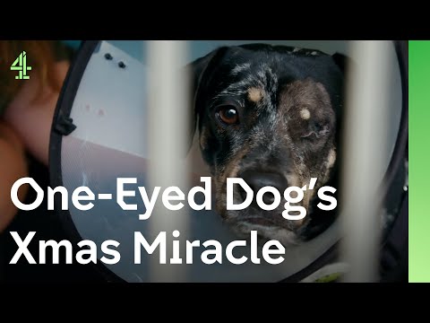 Clarence, the one eyed dog's Christmas wish, comes true | The Dog House 🐶 | Clarence the Spaniel