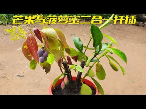 极其罕见的扦插法，芒果与菠萝蜜二合一扦插成功，简直不可思议