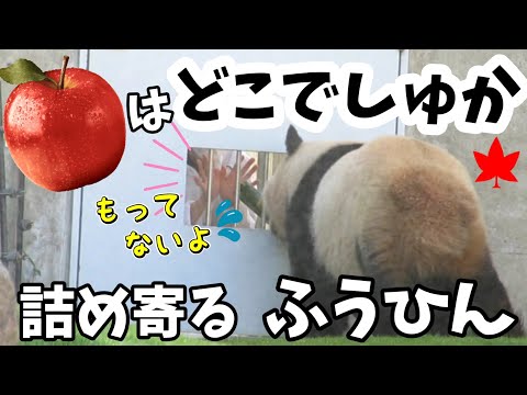 【もうないよ～💦】飼育員さんに詰め寄るふうひん🍁竹にやつあたり⁉️🤣【パンダ楓浜】