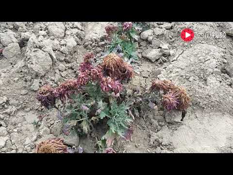 菊花留种子的技巧与注意事项，以后家里的菊花千万别丢掉了