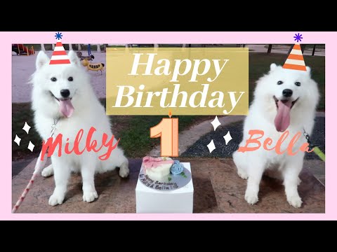 Milky‘s 1st Birthday Vlog - Cute Samoyed Overload