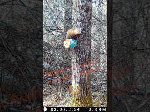 Cute Little Pine Marten Loves itself a Peanut Butter Snack! #wildlife #trailcam #theoutdoortheater