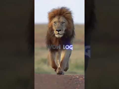 Lion Attitude shayari status Shayari status Attitude shayari #youtubeshorts#viral#shayari#shorts