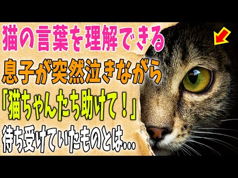 【猫の不思議な話】猫の言葉を理解できる息子が、突然泣きながら「ママ、猫ちゃんたちを助けて！」と訴えてきた→助けてあげた私たちに待っていたものとは……【朗読】