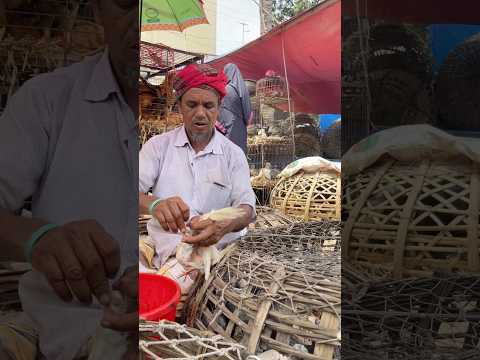 Pigeon baby feed 😥🕊️ || #shorts #kabutar #kabootar #shortsviral #youtubeshorts