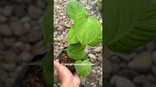 Philodendron Fibraecataphyllum | tropicalhouseplant.com | Plant sale #foliage #plantsale #plantlover