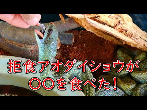 拒食アオダイショウがやっと食べてくれた餌とは！？