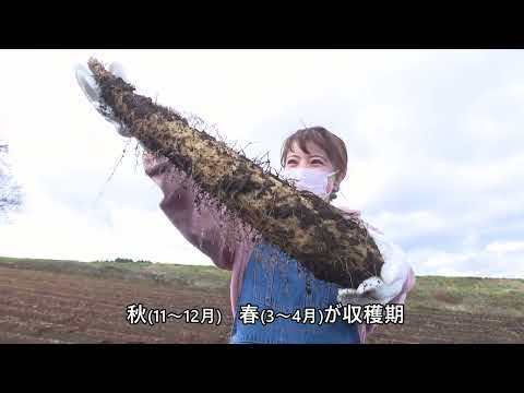 「Fresh Vegetable」旬の青森県産ながいもを紹介♪