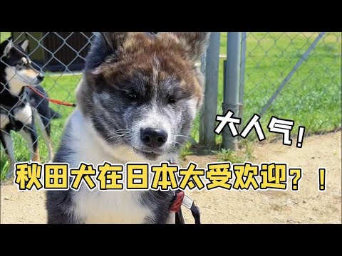 😂自從在日本養了秋田犬，感覺每天寸步難行！