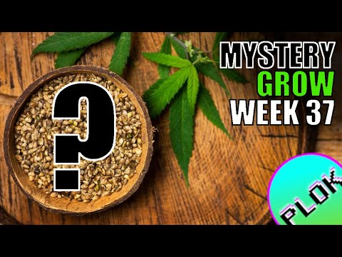 It's NOT White Powder Mildew! - Mystery Seed Indoor/Outdoor Grow Week 37