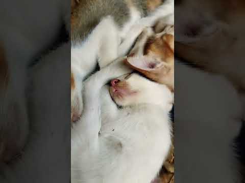 बिल्ली वीडियो 😺-Cute Cate Playing I बिल्ली करती मऊ मऊ I Billi Video,Funy Cate meme #cats#cat #shorts