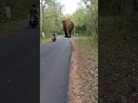 Elephant attack #reel #reels #trending #viral #viralreels #video #tiger #wildlife #reelsvideo