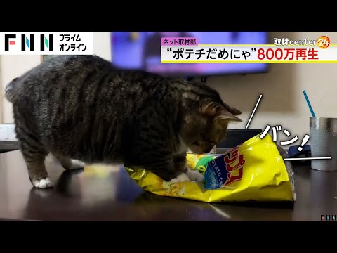 2日間だけで11万件のいいね！飼い主のおやつ時間を容赦なくブロックする猫が話題…36秒間で7回も“ポテチブロック”