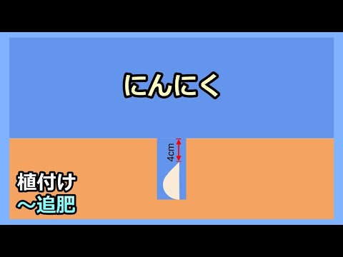 【ニンニク栽培】植え付け～追肥  家庭菜園30年目