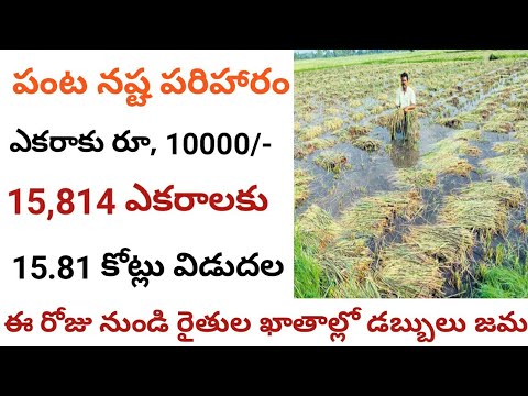 పంట నష్టపరిహారం డబ్బులు 15.81 కోట్లు విడుదల||ఎకరాకు రూ, 10000 ఈ రోజు నుండి రైతుల ఖాతాల్లో డబ్బులు జమ