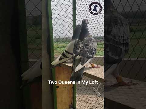 Two Racer Pigeon Queens In My Loft