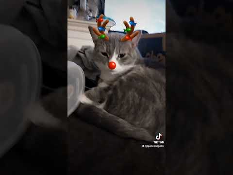 #florida #reindeer #Christmas #siamese #bengalcat #cat's #tiktok