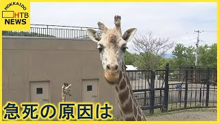 旭山動物園がアミメキリン「結」の急死うけ会見　事故の原因となった箇所の改修へ