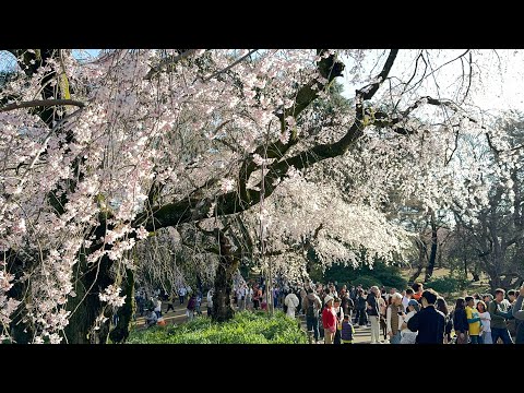 2024年3月29日本東京追櫻日記丨澀谷三丁目步道橋丨新宿御苑丨東京一番街丨銀座Uniqlo