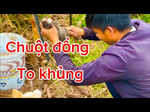 bắt chuột đồng mùa đông #săn chuột đồng to khủng