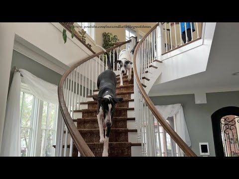 Funny Herd Of Great Danes Races Down The Stairs To Go Outside