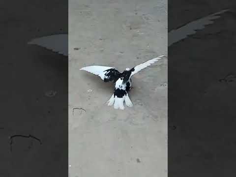 Full Roller pigeon #religion #religion #pigeon #pigeonbreeds #millionviews #pigeontypes #funnyreel