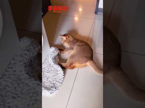 自嗨的快樂貓咪 最後竟吃起貓砂了...?? #魯比 #傻眼 #宇宙貓咪 #cat #shorts #shortstw