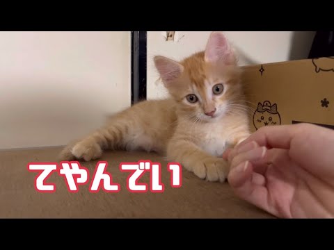 奥歯でガリガリ子猫とてやんでいマヒロ