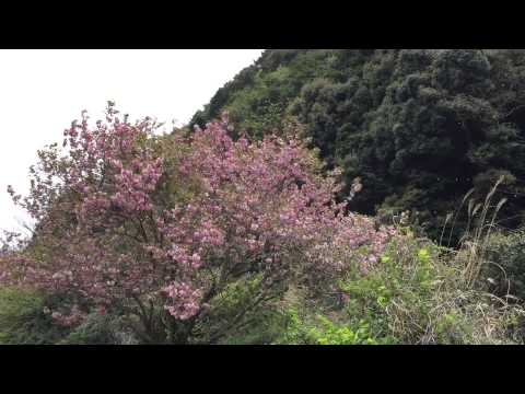 風音と桜の花びら