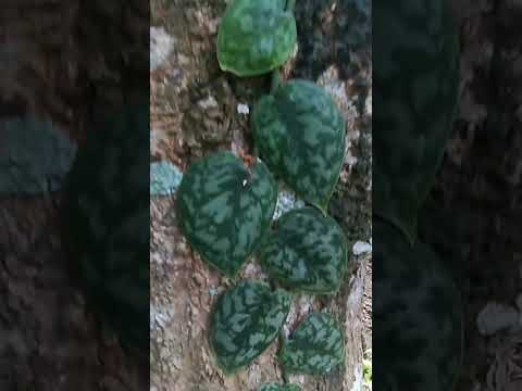 Silver Satin Pothos climbing on a mango tree #shorts