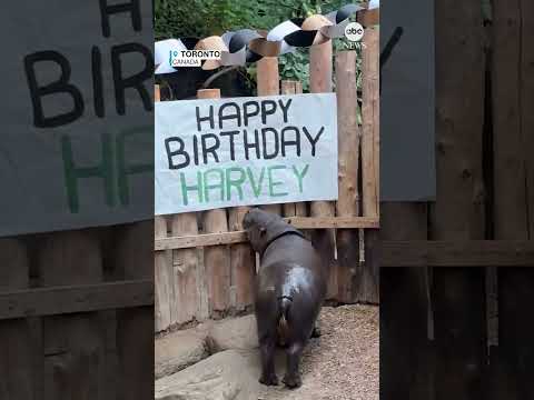 Pygmy hippo celebrates 30th birthday