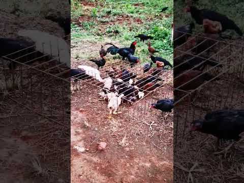 technique to help small chicken to access to the food #chicken