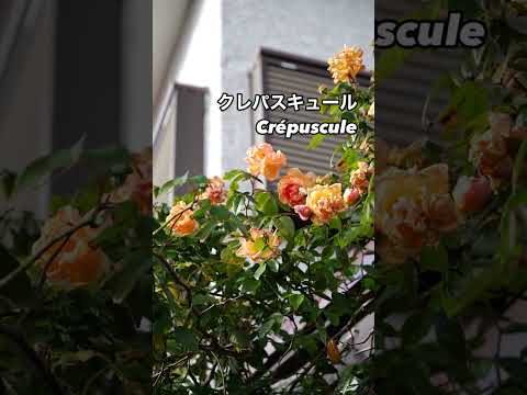 オールドローズのエレガンス：クレパスキュール Crépuscule⠀オレンジの冬花が咲いた。2024年12月30日オールドローズ。フランスのバラ。French rose