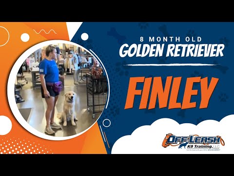 Golden Retriever, 8 Month Old, Finley| Two Week BNT| Best Dog Trainers Northern VA |  Off Leash K9