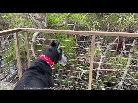 Great Danes' First View Of Hurricane Aftermath Weeks After Florida Storms