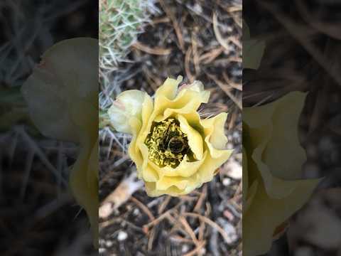 Today on the Homestead:Bee’s Pollen Bath in Cactus Flower |Springtime Magic in the Mountains #shorts