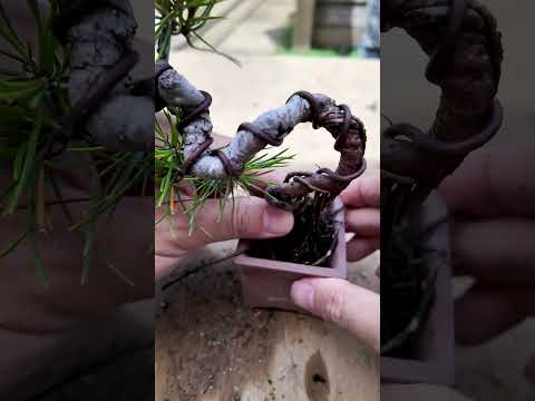 Replanting black pine  shorts