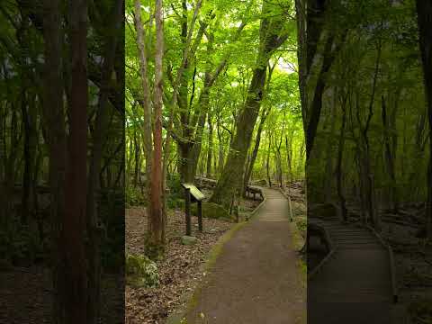 【癒し動画】大分県玖珠郡九重　遊歩道　#nature 　#ジブリ　#睡眠動画　#shorts