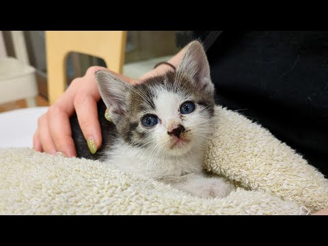 【子猫保護】たった300gしかない猫を家族に迎えました｜保護猫｜犬と猫