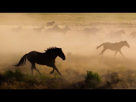 Finding the Wild Horses of Utah - a short film