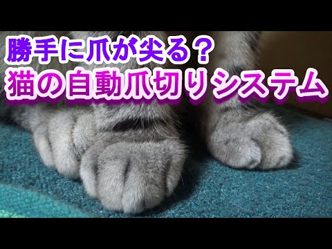 猫の自動爪切りシステム？猫の爪の仕組み（猫知識）