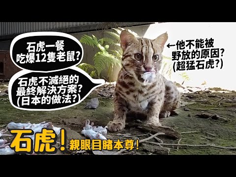 【從零開始養】石虎!挑戰1餐吃爆12隻老鼠!石虎不滅絕的最終方案(日本做法)?石虎為什麼叫石虎?【許伯簡芝】