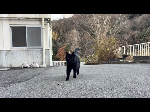 坂道で追いかけてくる黒ねこちゃん　No.８２４　に　２０２４年　１２月１４日　１６：００　のくろねこちゃん　black cat