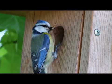 footage: Meise (Paridae), Tit