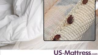 Bed Bug Protection