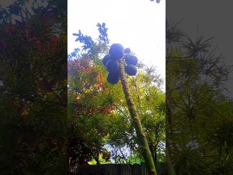 মরা গাছে এত ফল কিভাবে ধরল | Papaya Tree #papaya #zoo #tree