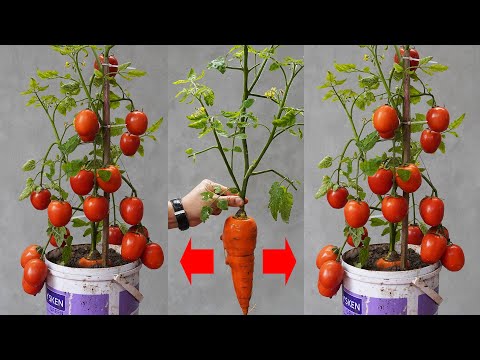 Growing Tomatoes And Carrots 2 In 1, Gardening Ssecrets Revealed In This Video