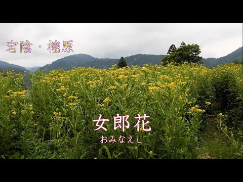 １分動画・宕陰の女郎花（Toin no Ominaeshi）