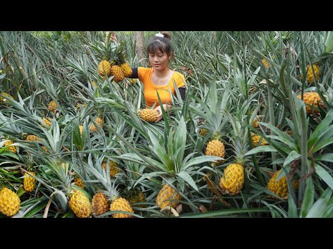 Genius girl harvests pineapples and to sell - Help neighbor harvest pineapple many thorns