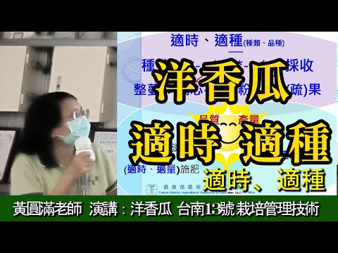 洋香瓜台南13號 適時適種(2 )黃圓滿老師